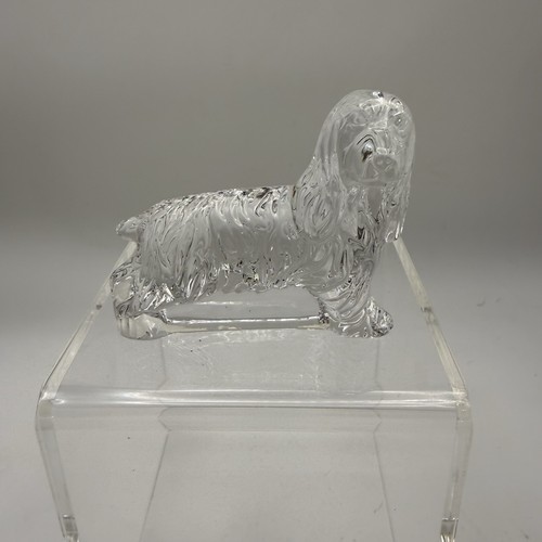Standing cocker spaniel - standing,